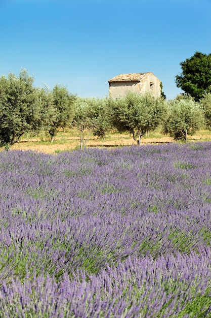 Photo gratuite lavande et petite maison