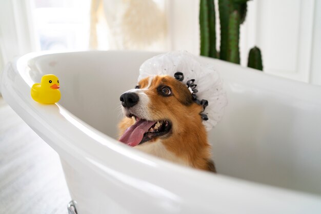 Laver un chien à la maison