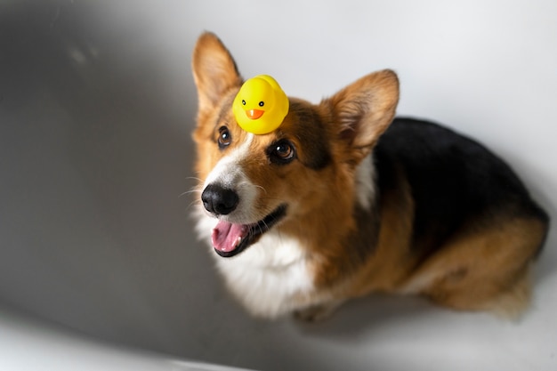 Photo gratuite laver un chien à la maison