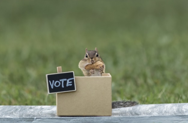 Élection de stand de vote générique Chipmunk