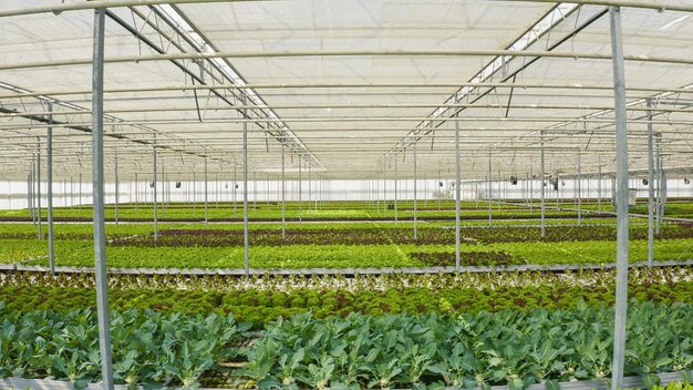 Légumes bio et cultures biologiques poussant en serre avec film transparent et environnement hydroponique ventilé avec irrigation goutte à goutte. Rangées de différents types de laitues cultivées sans pesticides.