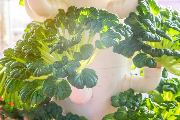 Photo gratuite légumes biologiques en serre