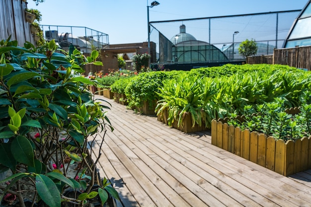 des légumes