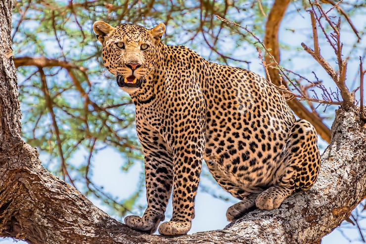 Photo gratuit léopard africain assis sur un arbre à la recherche dans une jungle