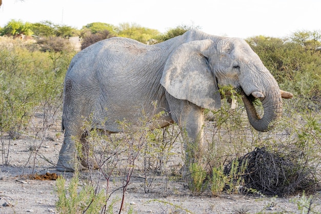 Éléphant d'Afrique mangeant un acacia dans le parc national d'Etosha, en Namibie.