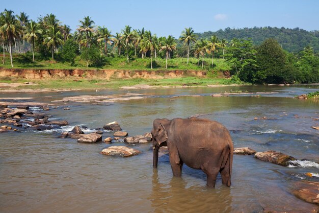 Éléphant au Sri Lanka