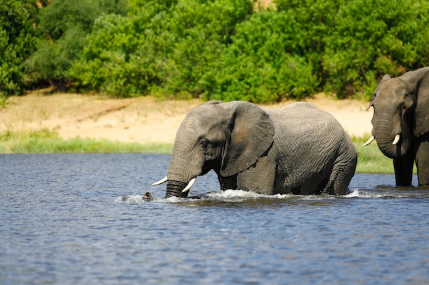 Éléphant buvant dans la rivière