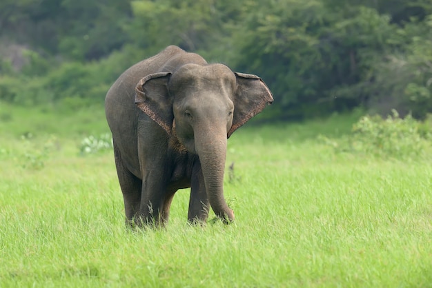 Éléphant dans la nature