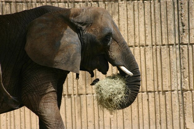 Éléphant mangeant du foin au zoo derrière une clôture en bois