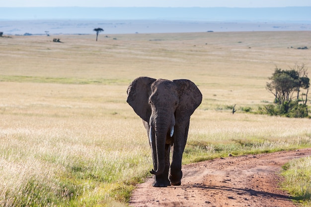 Éléphant marchant dans la savane