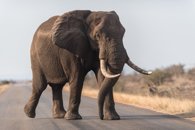 Éléphant marchant sur la route