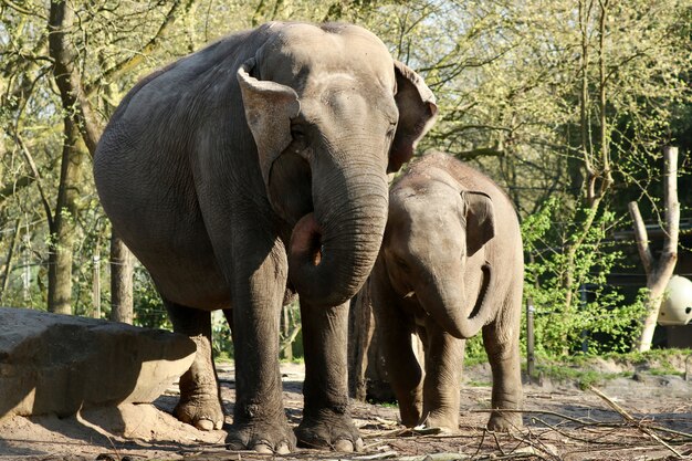 Éléphants dans la jungle