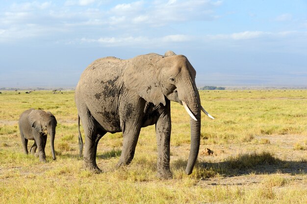 Éléphants dans la savane