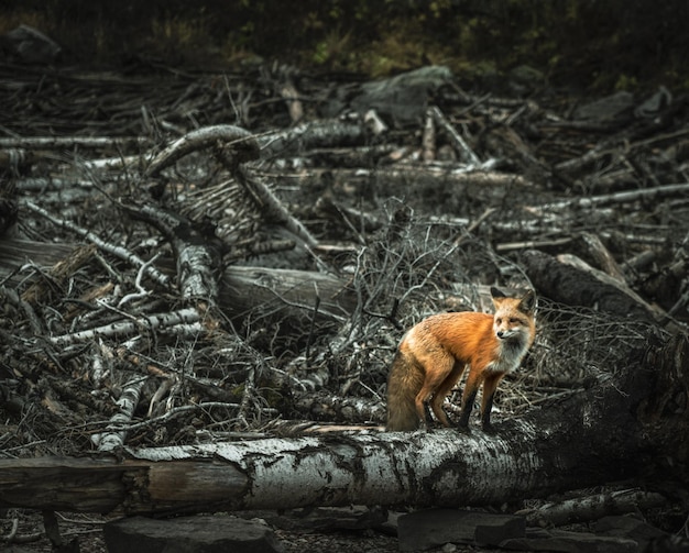 Photo gratuite le lève-tôt attrape le ver et le renard hâtif attrape l'oiseau