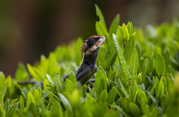 Lézard assis dans l'herbe se bouchent