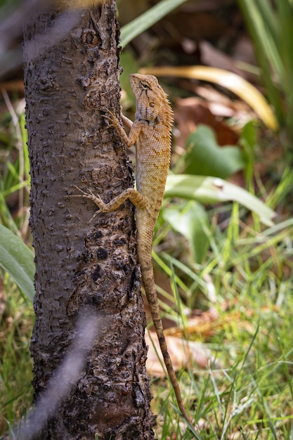 Lézard brun et noir sur une branche d'arbre brun