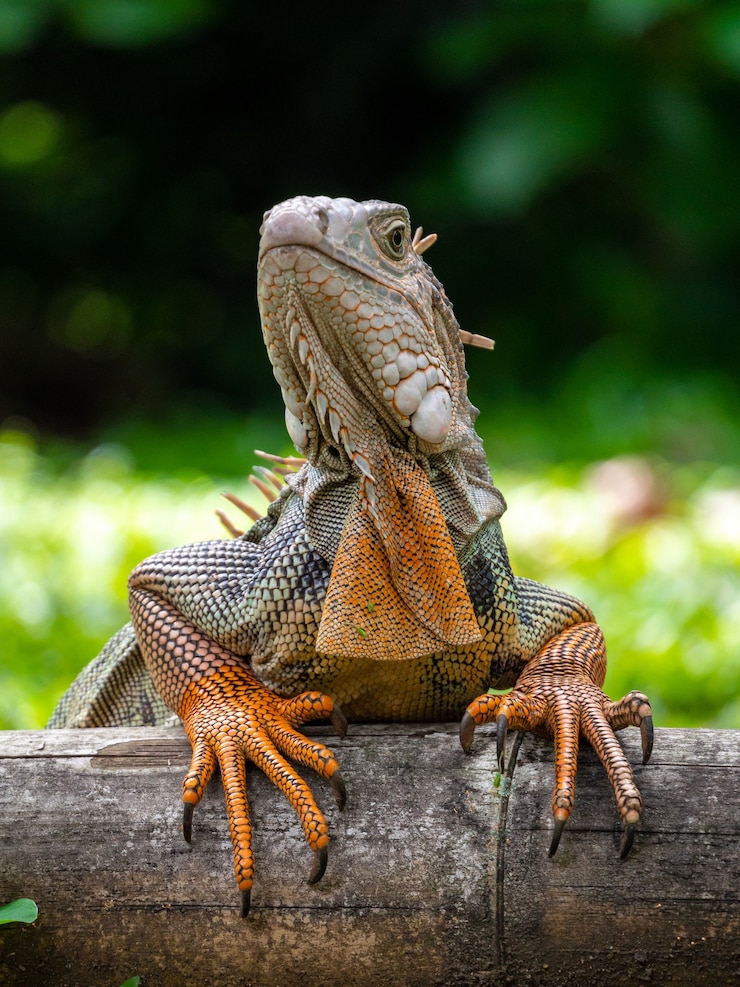 Photo gratuit un lézard debout sur le bois dans le jardin