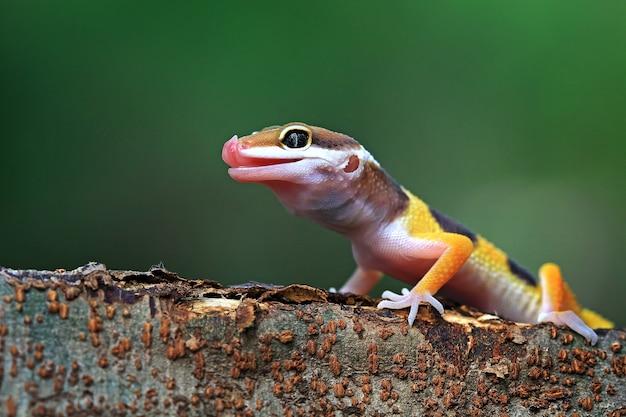 Lézard gecko orange sur branche