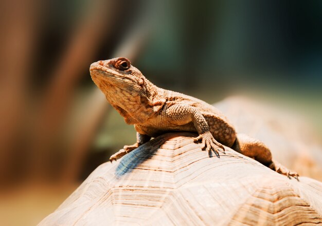 Lézard sur une pierre