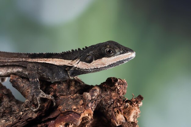 Lézard Temporalis camauflage sur bois Gros plan lézard Temporalis