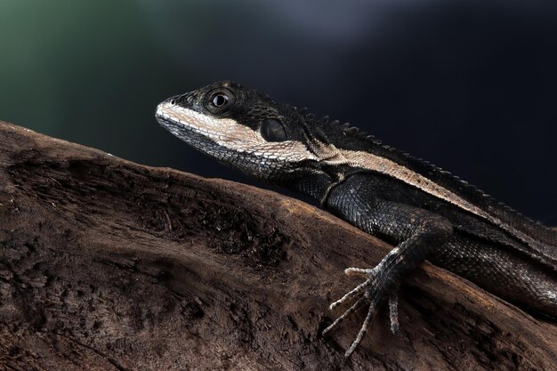 Lézard Temporalis gros plan sur bois