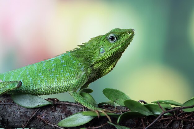 Lézard vert sur branche lézard vert bronzer sur bois