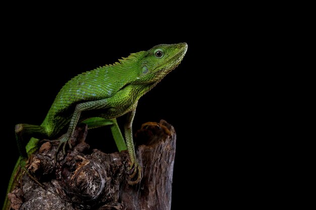 Lézard vert sur branche lézard vert bronzer sur branche lézard vert grimper sur bois