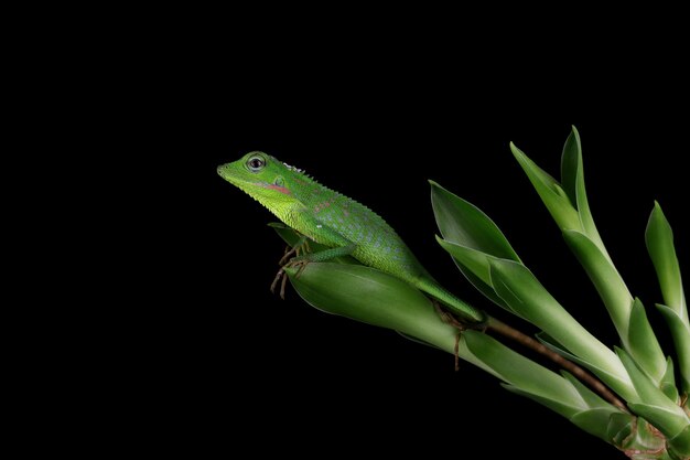 Lézard vert sur une branche Lézard vert bronzer sur une branche