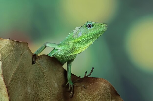 Lézard vert sur branche Lézard vert prenant un bain de soleil sur branche Lézard vert grimper sur bois Lézard Jubata