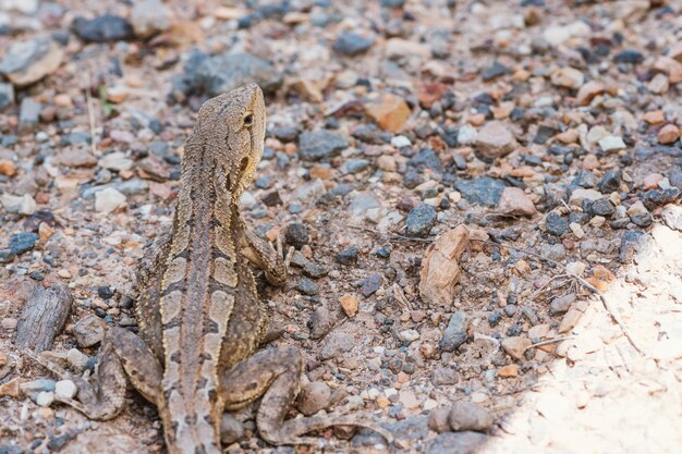 lézard