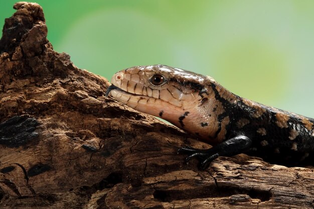 Les lézards Panana sortent de longues langues bleues sur le gros plan de lézard panana en bois