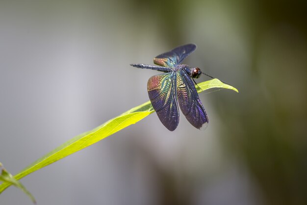 Libellule multicolore sur plante