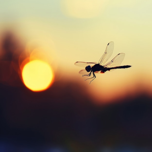 Photo gratuite la libellule photoréaliste dans la nature