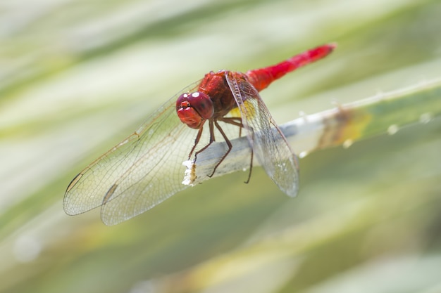 Libellule rouge assis sur la feuille se bouchent