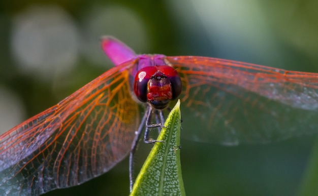 Libellule rouge sur plante close up