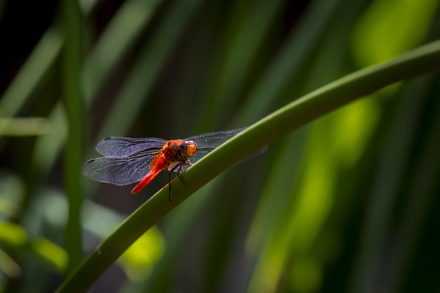 Photo gratuite libellule rouge sur plante close up