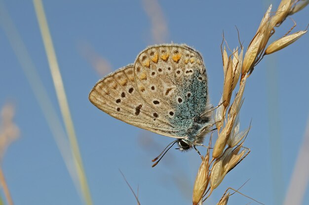 Libre d'un bleu Argus (Polyommates icarus) avec des ailes fermées sur l'herbe