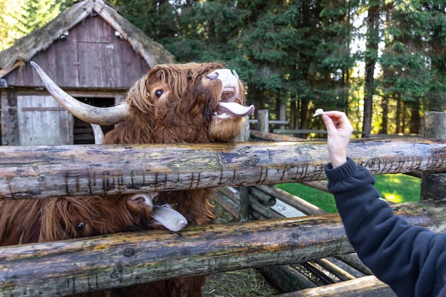 Photo gratuite libre une femme nourrit un taureau derrière une cloison en bois