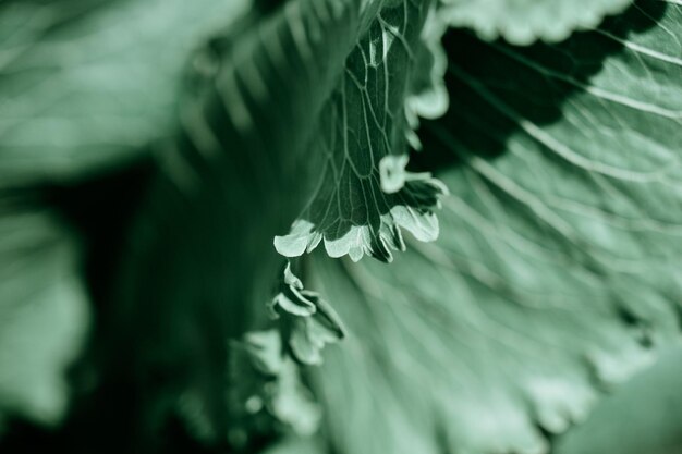 Libre de feuilles d'une plante dans un jardin pendant la journée