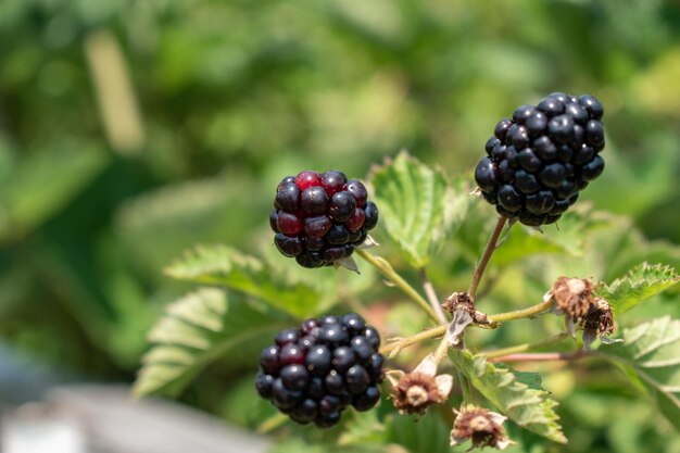 Libre de framboises mûres sur un arrière-plan flou