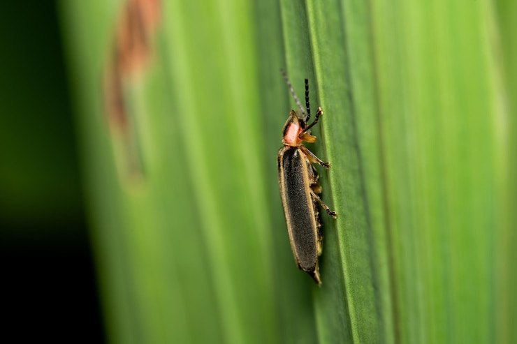 Photo gratuit libre d'un insecte sur une feuille avec l'arrière-plan flou