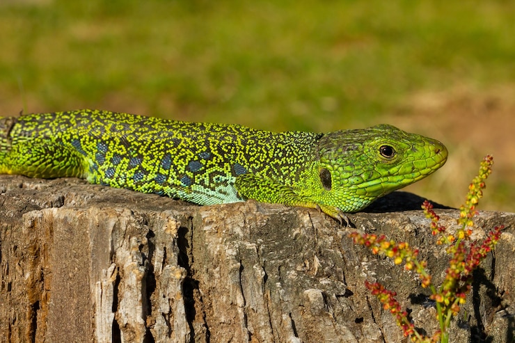 Photo gratuit libre d'un lézard ocellé sous la lumière du soleil