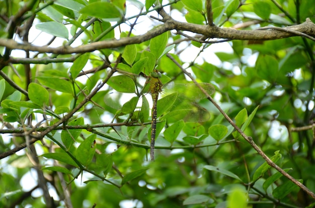 Libre d'une libellule perchée sur un arbre au feuillage vert luxuriant