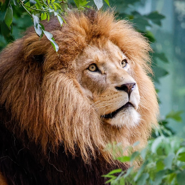 Libre D'un Lion Dans La Jungle Photo Premium