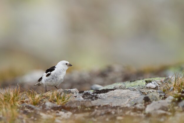 Libre d'un mignon petit bruant des neiges sur le sol dans le Dovrefjell