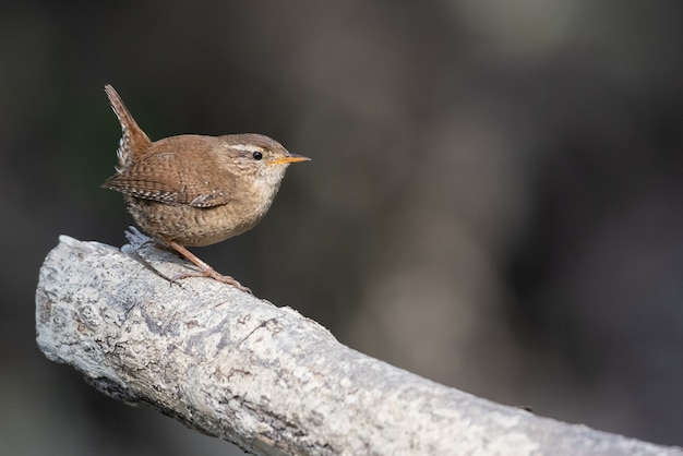 Libre d'un moineau troglodyte perché sur une bûche de bois