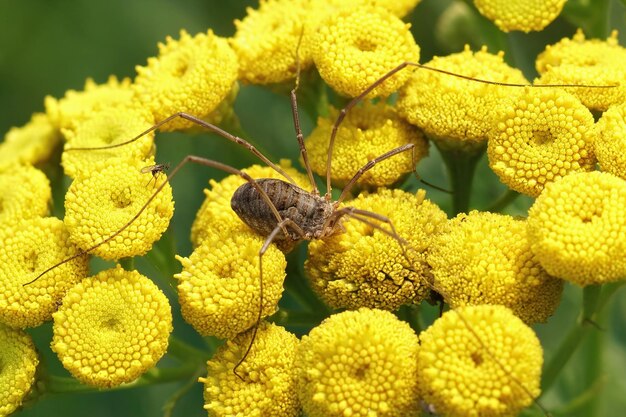 Libre d'un moissonneur sur fleurs jaunes (Phalangium opilio)