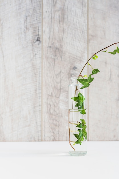 Photo gratuite lierre dans un vase transparent sur un bureau blanc contre un mur en bois