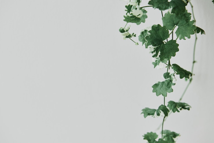 Photo gratuit lierre suspendu sur fond gris clair