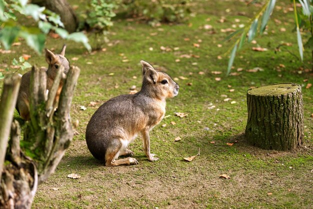 Lièvres bruns mignons près de la souche d'arbre